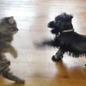 Η πιο χαριτωμένη «μάχη» της ημέρας έγινε ανάμεσα σε ένα κουτάβι κι ένα γατάκι