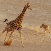 Η συγκλονιστική μάχη επιβίωσης μιας καμηλοπάρδαλης απέναντι σε μία αγέλη πεινασμένων λιονταριών