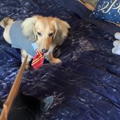 Αυτός ο σκύλος υπακούει μόνο στα ξόρκια του Χάρι Πότερ