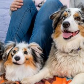 Οι τέλειες παντόφλες! - Στις φτιάχνουν ίδιες με τον σκύλο σου