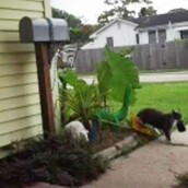 Γάτος πιάστηκε να κλέβει την μπουγάδα της γειτονιάς- Έφερνε σπίτι μαγιό, κάλτσες και εσώρουχα