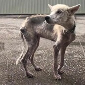 Άφησε νηστικό τον σκύλο του για να εκδικηθεί την πρώην μετά το διαζύγιο: «Ήταν ένα μάτσο κόκαλα»