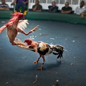 Να πας στο διάολο! Εσύ να πας. Όχι, εσύ. Βρε άντε στα τσακίδια! Καθρεφτάκι.