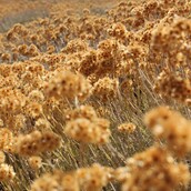 ΚΑΤΙ ΛΕΙΠΕΙ