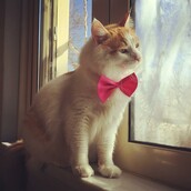 30 νέες φωτογραφίες απ' τα τέλεια ζώα των αναγνωστών μας