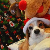 30 νέες φωτογραφίες απ' τα τέλεια ζώα των αναγνωστών μας