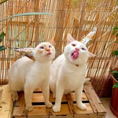 30 νέες φωτογραφίες απ' τα τέλεια ζώα των αναγνωστών μας