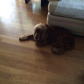 Αυτός ο σκυλάκος χάθηκε σήμερα στην περιοχή της Πεντέλης