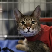 21 φωτογραφίες απ' τις πιο απίθανες γάτες που είδαμε σήμερα στην Αθήνα