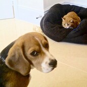 23 απελπισμένοι σκύλοι που βρήκαν τη γάτα να κοιμάται στο κρεββάτι τους