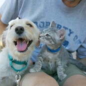 Σκύλοι και γάτες που ψάχνουν σπίτι στην μεγάλη Γιορτή Υιοθεσίας της Αθήνας