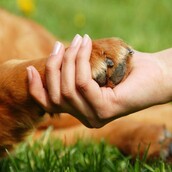 Αυτά τα 9 βίντεο με ζώα θα σε κάνουν να κλάψεις