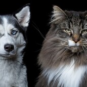 Η ψυχή των ζώων