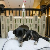 Ξενοδοχείο πολυτελείας ή καταφύγιο σκύλων; Και τα δύο!