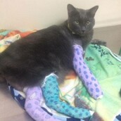 Ganesh: O γάτος που έκανε άλμα στο κενό από τον 18ο όροφο για να σωθεί