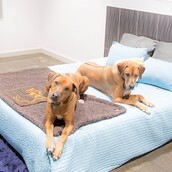 Αυτή είναι η πιο ωραία και εμπνευσμένη ανακοίνωση για ζώα σε ξενοδοχείο στην Ελλάδα