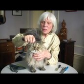 Οι 10.000 αδέσποτες γάτες της Νέας Υόρκης