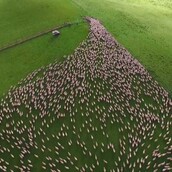 Υπνωτιστικό βίντεο από drone που κατέγραψε ένα κοπάδι προβάτων