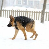 Ο Κουασιμόδος - ο σπάνιος σκύλος που λάτρεψε το ίντερνετ βρήκε αγάπη και φροντίδα