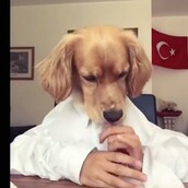 Ένας Τούρκος σκύλος ανησυχεί για την πτώση της λίρας