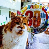 Γνωρίστε τον Ραμπλ, τον γάτο που έγινε φέτος 30 ετών και μάλλον είναι ο γηραιότερος του κόσμου