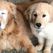 O τυφλός σκύλος που απέκτησε κουτάβι οδηγό - και έναν αχώριστο φίλο