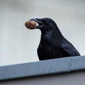 Κοράκια έφεραν «δώρα» στον άνθρωπο που τα τάιζε για χρόνια