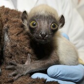 Οι λεμούριοι είναι τα πλέον απειλούμενα θηλαστικά στον πλανήτη