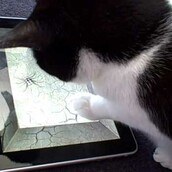 Ζωάκια παίζουν παιχνίδια στο iPad