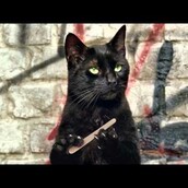 Η πιο διασκεδαστική διαφήμιση με γάτες