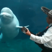 Kαντάδα σε φάλαινα