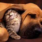 15 ζώα που ξέρουν να φροντίζουν τους άλλους