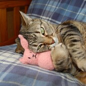 50 γκάτζετ της σκυλίσιας ζωής