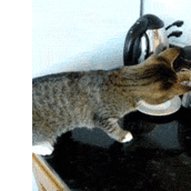 Αστεία GIFάκια με γάτες 