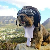 Όσκαρ, ο πιο πολυταξιδεμένος σκύλος στον κόσμο!