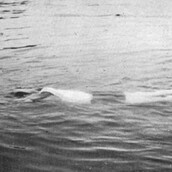 9 σπορ που δεν είναι πια ολυμπιακά αγωνίσματα