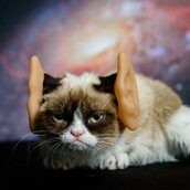 Η Grumpy Cat μεταμφιέζεται για να ξεφύγει από τους φαν