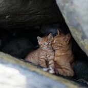 Το υπέροχο νησί των γατιών!