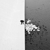 Ταΐζοντας κύκνους και πάπιες στο χιόνι