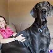 21 σκυλιά μεγέθους XL (που δεν συνειδητοποιούν πόσο ΤΕΡΑΣΤΙΑ είναι)