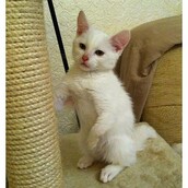 Χάρβεϊ, ο γάτος χωρίς οστά στα μπροστινά του άκρα