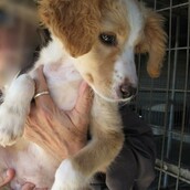 Εγκαταλελειμμένα κουτάβια στους δρόμους της Αθήνας ψάχνουν οικογένεια