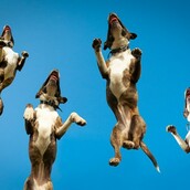 Εννέα ιπτάμενα σκυλιά