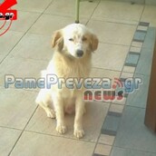 Πρέβεζα: Το σκυλί πήδηξε στον τάφο του αφεντικού του, την ώρα της ταφής