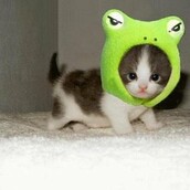 Μεταμφιεσμένες γάτες!