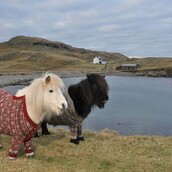 Δύο πανέμορφα πόνι με πλεκτές ζακέτες
