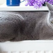 Ανοίγει το πρώτο café με γάτες 