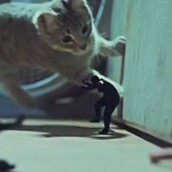 Τι γίνεται όταν συνδυάζεις γάτες με dubstep 