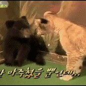 Το αρκουδάκι που έπαθε «καρδιακή προσβολή»