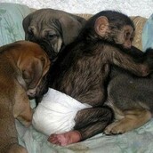 Η πραγματική αγάπη δεν έχει σύνορα